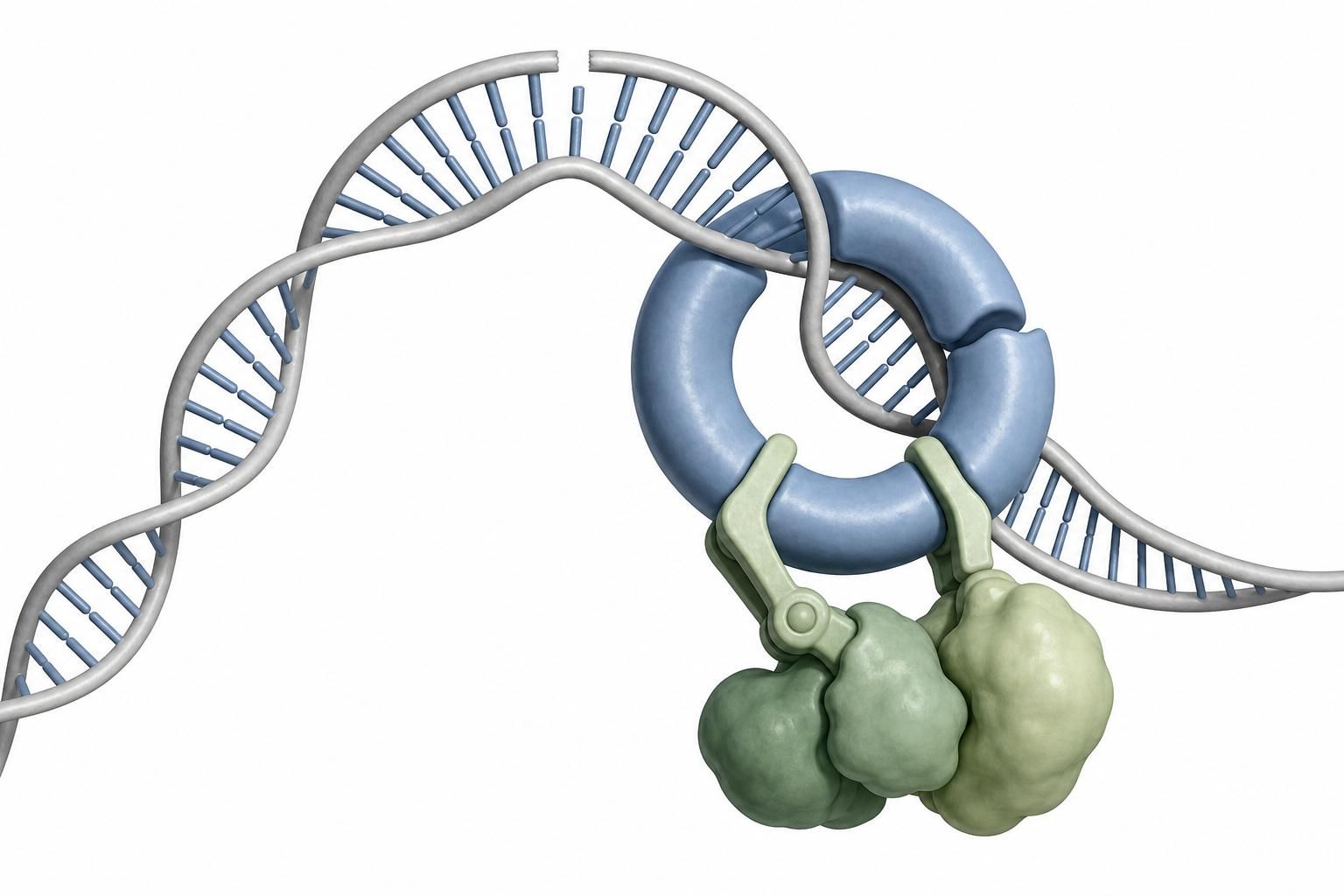 大肠杆菌修DNA:不先拆开,而是弯到150度 - Suppr | 超能文献